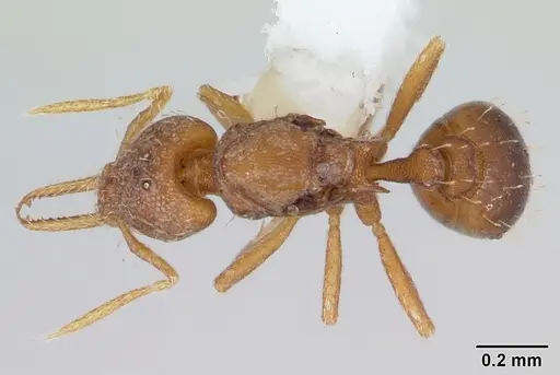 Strumigenys denticulata - CASENT0178116