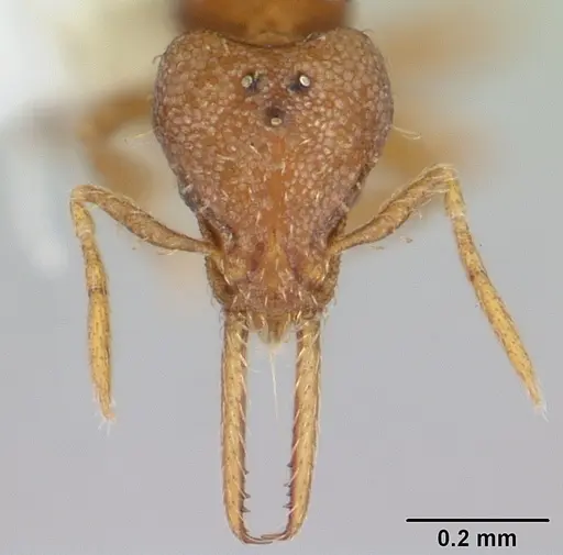 Strumigenys denticulata - CASENT0178116