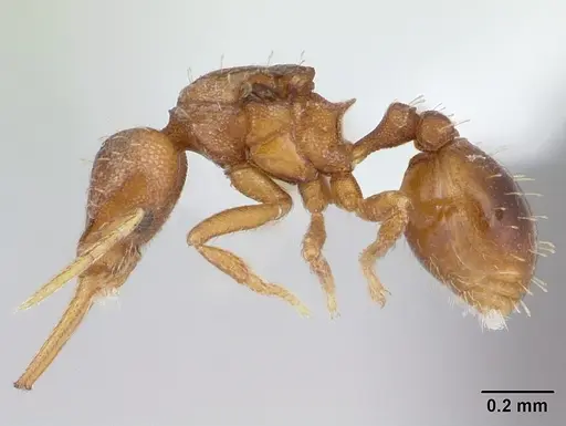 Strumigenys denticulata - CASENT0178116