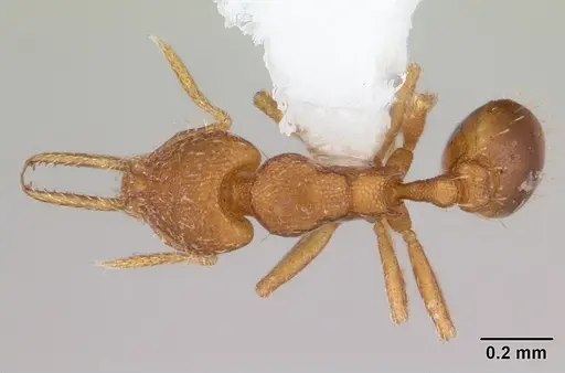 Strumigenys denticulata - CASENT0178117