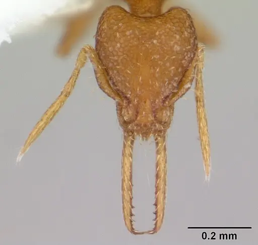 Strumigenys denticulata - CASENT0178117