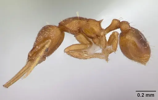 Strumigenys denticulata - CASENT0178117