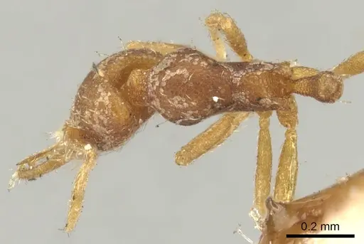 Strumigenys denticulata - CASENT0900180