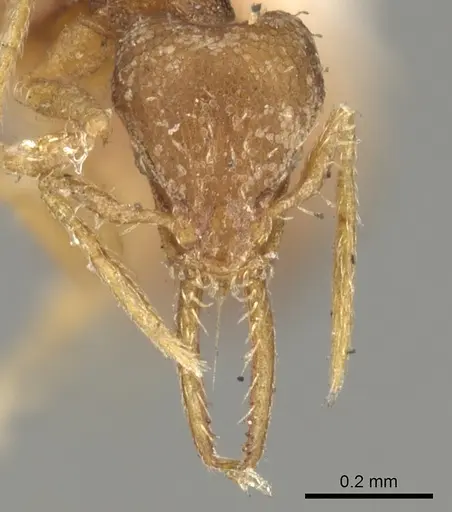 Strumigenys denticulata - CASENT0900180