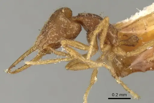 Strumigenys denticulata - CASENT0900180