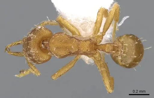 Strumigenys denticulata - CASENT0914587