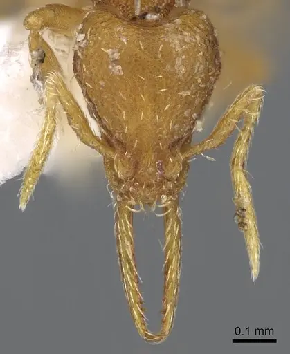 Strumigenys denticulata - CASENT0914587