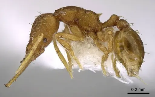 Strumigenys denticulata - CASENT0914587