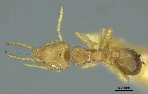 Strumigenys denticulata - CASENT0915944