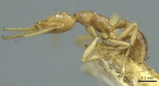 Strumigenys denticulata - CASENT0915944