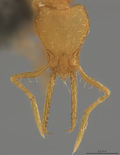 Strumigenys denticulata - CASENT4036127