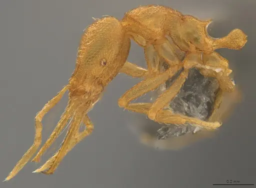 Strumigenys denticulata - CASENT4036127