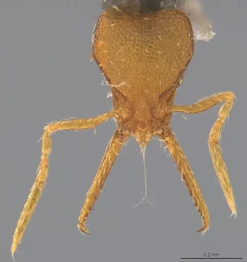 Strumigenys denticulata - CASENT4036130