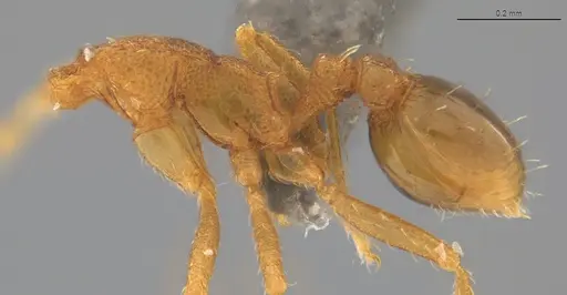 Strumigenys denticulata - CASENT4036130