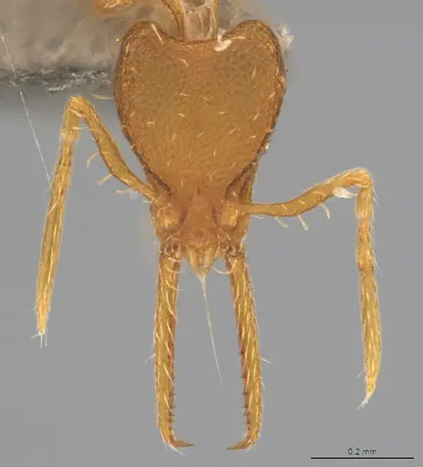 Strumigenys denticulata - CASENT4036131