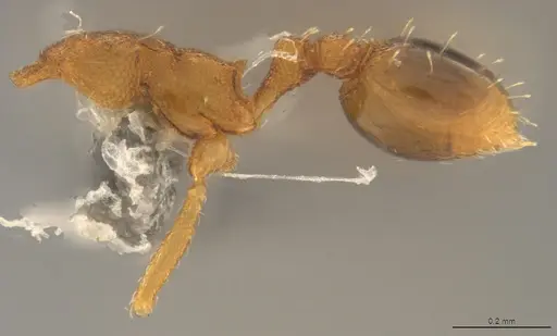 Strumigenys denticulata - CASENT4036131