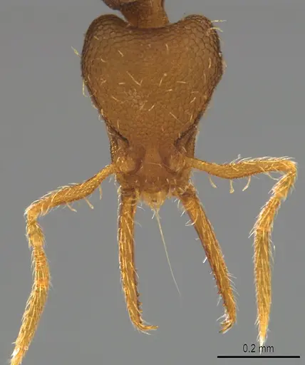 Strumigenys denticulata - CASENT4036132