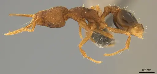 Strumigenys denticulata - CASENT4036132