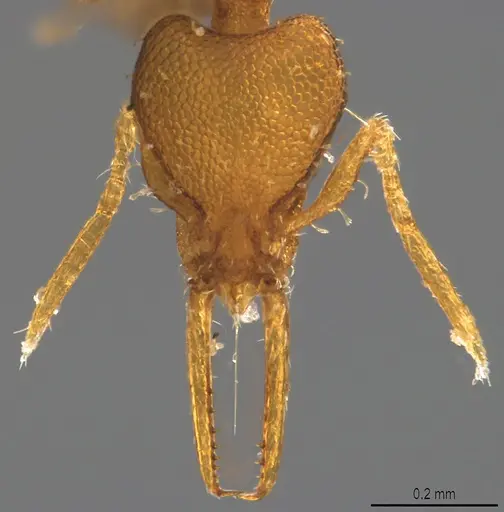 Strumigenys denticulata - CASENT4036133