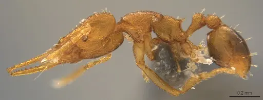 Strumigenys denticulata - CASENT4036133