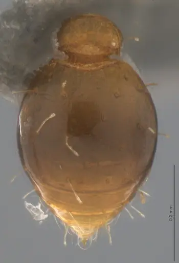 Strumigenys denticulata - CASENT4036134