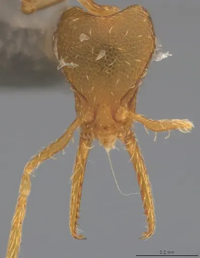 Strumigenys denticulata - CASENT4036134