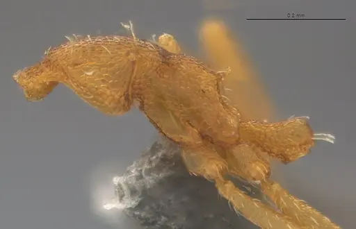 Strumigenys denticulata - CASENT4036134