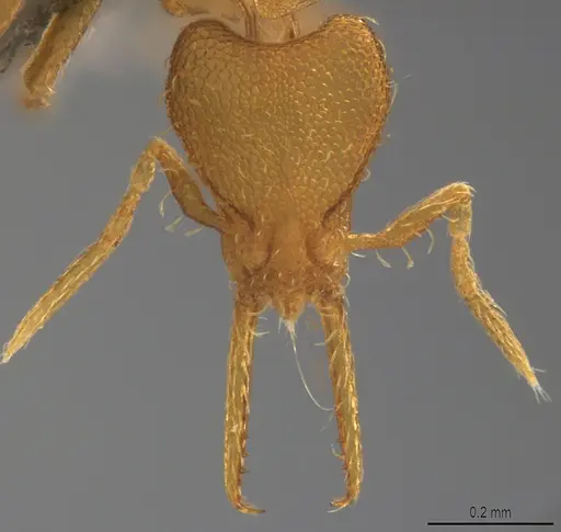 Strumigenys denticulata - CASENT4036135