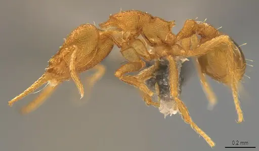 Strumigenys denticulata - CASENT4036135