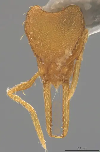 Strumigenys denticulata - CASENT4036136