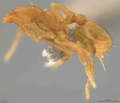 Strumigenys denticulata - CASENT4036136