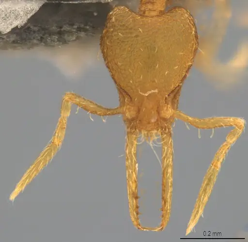 Strumigenys denticulata - CASENT4036137