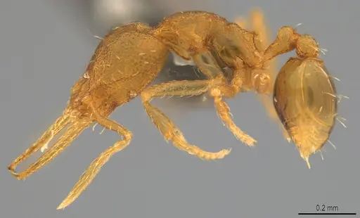 Strumigenys denticulata - CASENT4036137