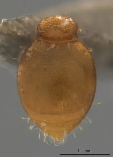 Strumigenys denticulata - CASENT4036138