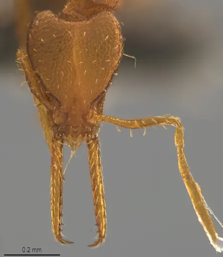 Strumigenys denticulata - CASENT4036138