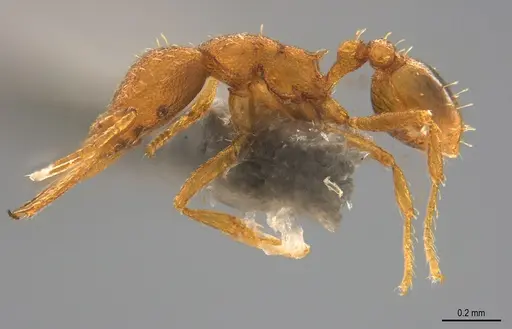 Strumigenys denticulata - CASENT4036138