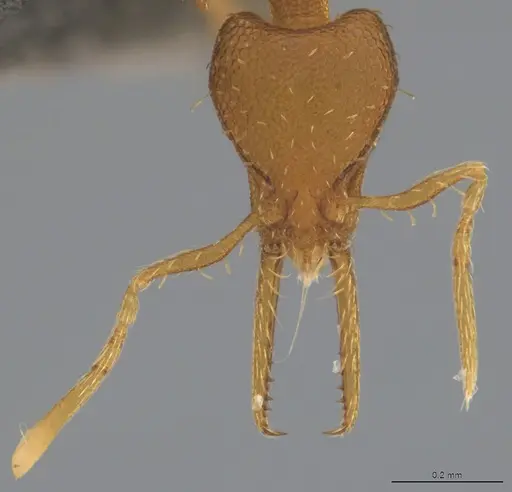 Strumigenys denticulata - CASENT4036199