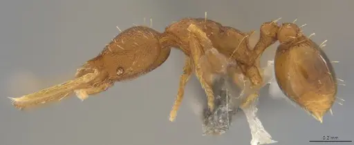 Strumigenys denticulata - CASENT4036199