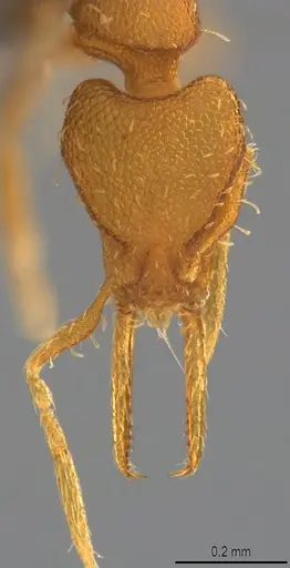 Strumigenys denticulata - CASENT4036218