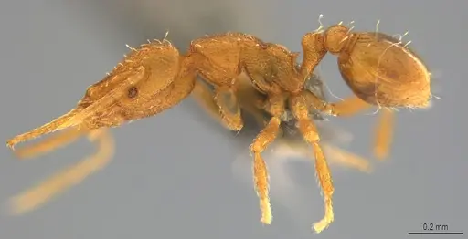 Strumigenys denticulata - CASENT4036218