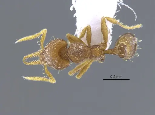 Strumigenys denticulata - CBUMAGENT41684