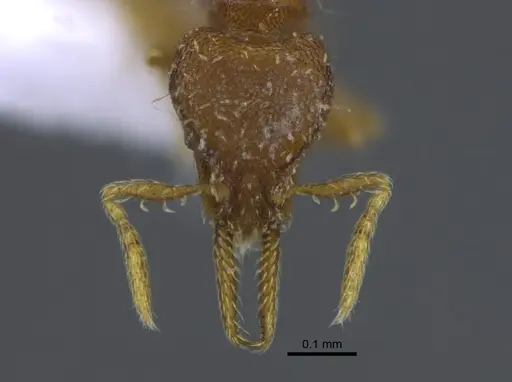 Strumigenys denticulata - CBUMAGENT41684