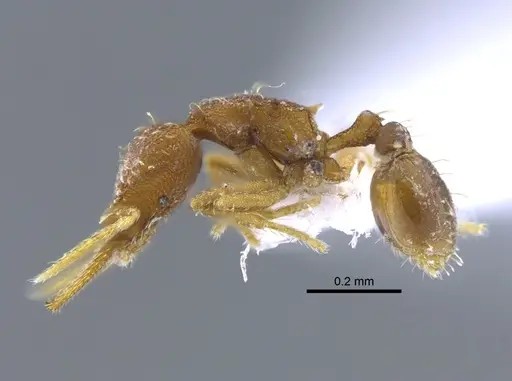 Strumigenys denticulata - CBUMAGENT41684