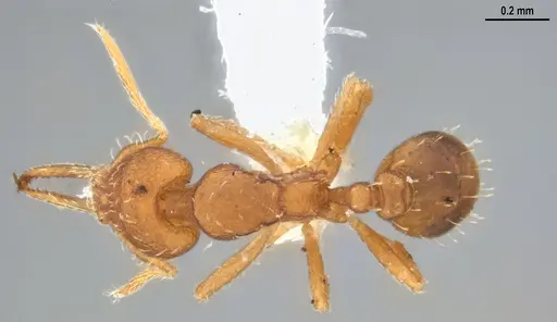 Strumigenys denticulata - DZUP556983