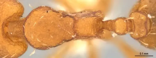 Strumigenys denticulata - DZUP556983