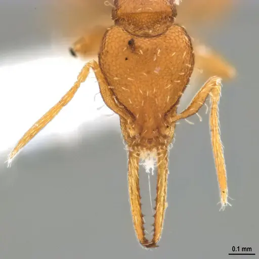 Strumigenys denticulata - DZUP556983