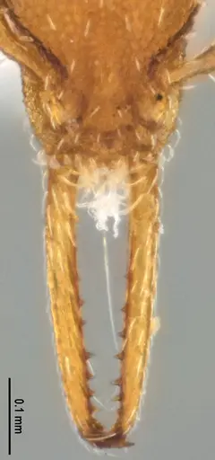 Strumigenys denticulata - DZUP556983