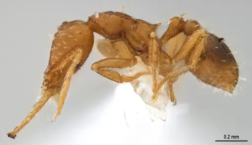 Strumigenys denticulata - DZUP556983