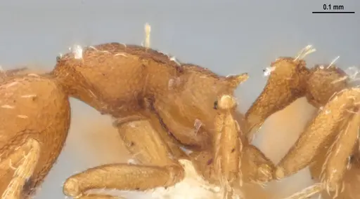 Strumigenys denticulata - DZUP556983