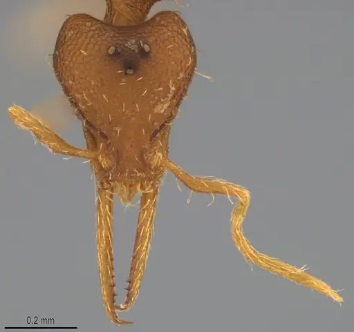 Strumigenys denticulata - DZUP556984